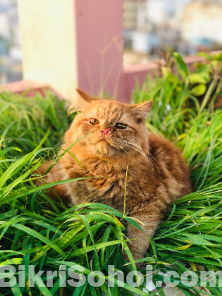 Persian Male Cat